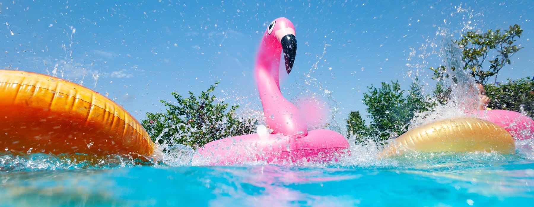 a pink flamingo in water