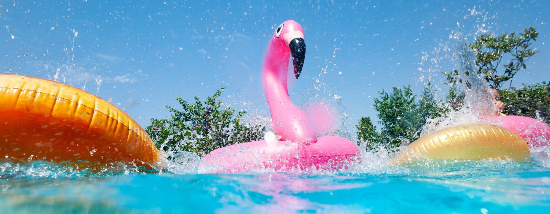 a pink flamingo in water